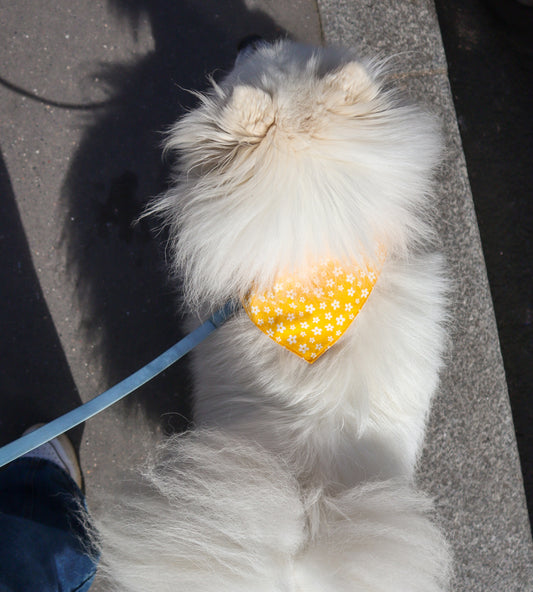 Bandana pour chien personnalisé - Bloom