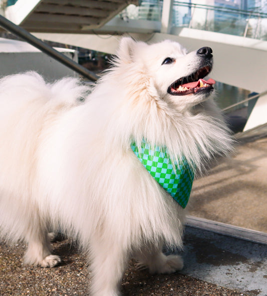 Bandana pour chien personnalisé - Blue Pop