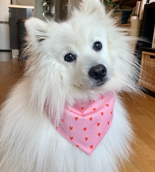 Bandana pour chien personnalisé - Lovely