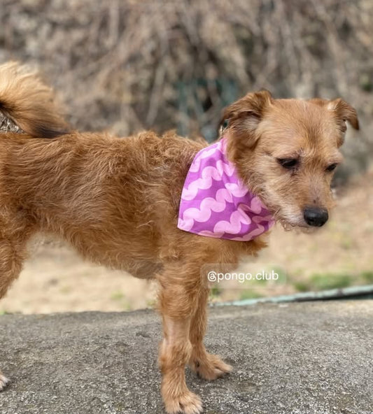 Bandana pour chien - Candy
