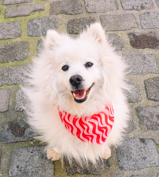 Bandana pour chien personnalisé - Spicy