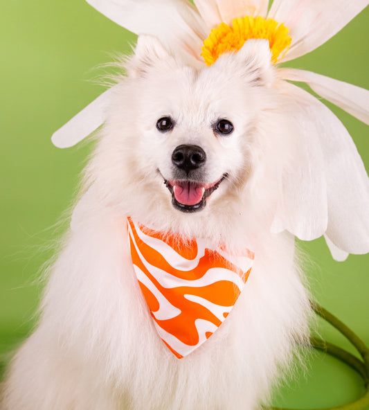 Bandana pour chien personnalisé - Groovy