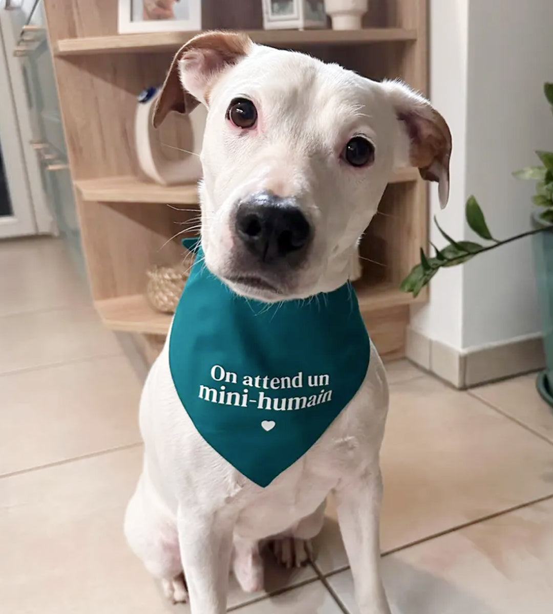 Bandana pour chien personnalisé - Annonce grossesse