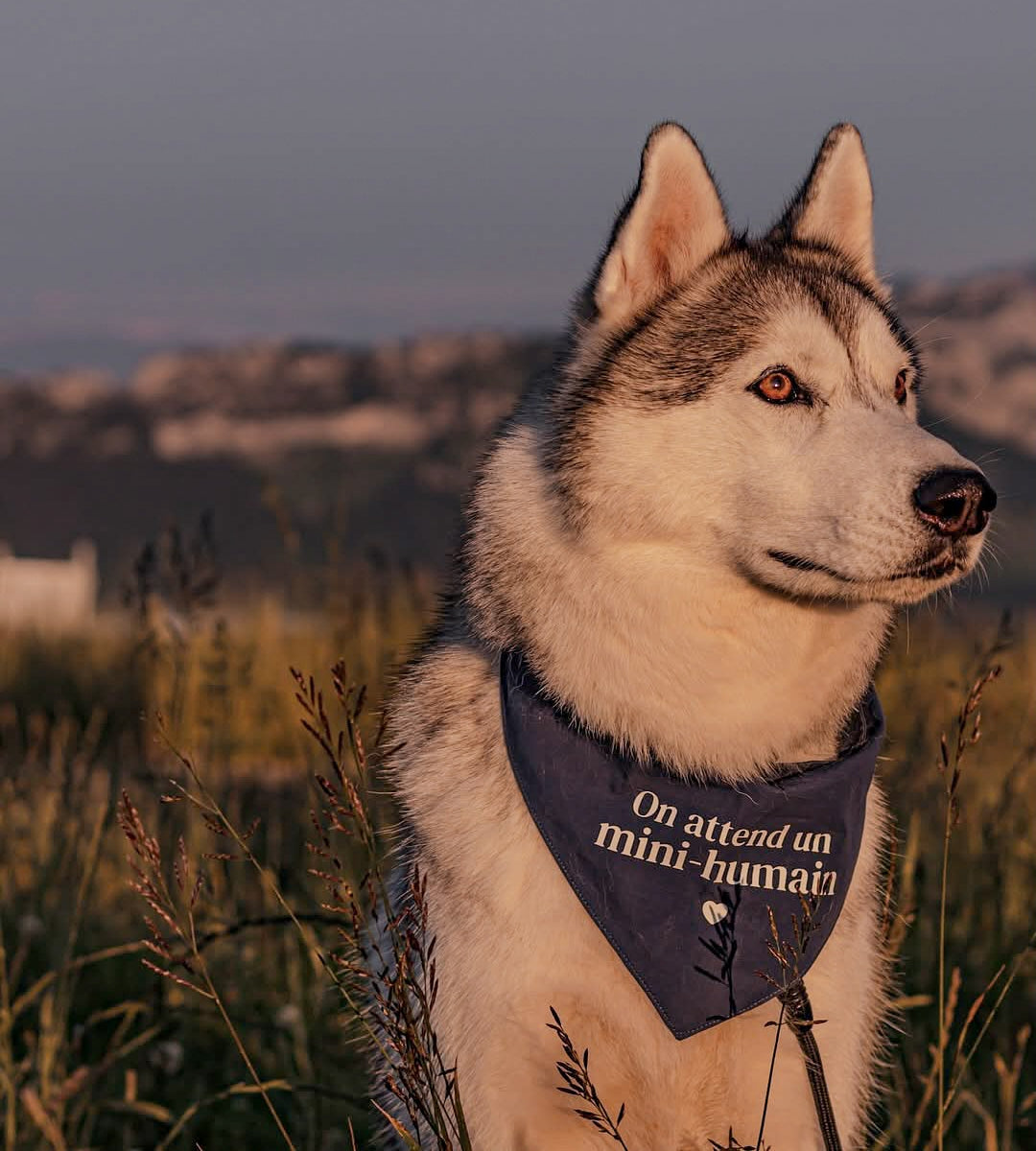 Bandana pour chien personnalisé - Annonce grossesse