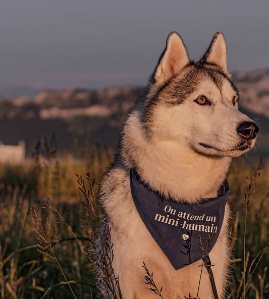 Bandana pour chien personnalisé - Annonce grossesse