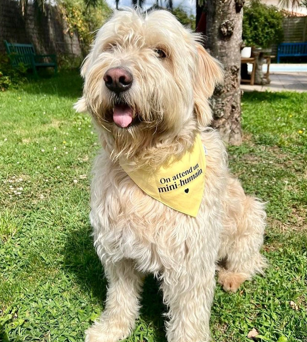 Bandana pour chien personnalisé - Annonce grossesse