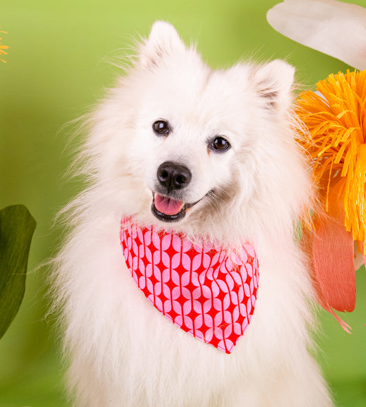 Bandana pour chien personnalisé - Lady