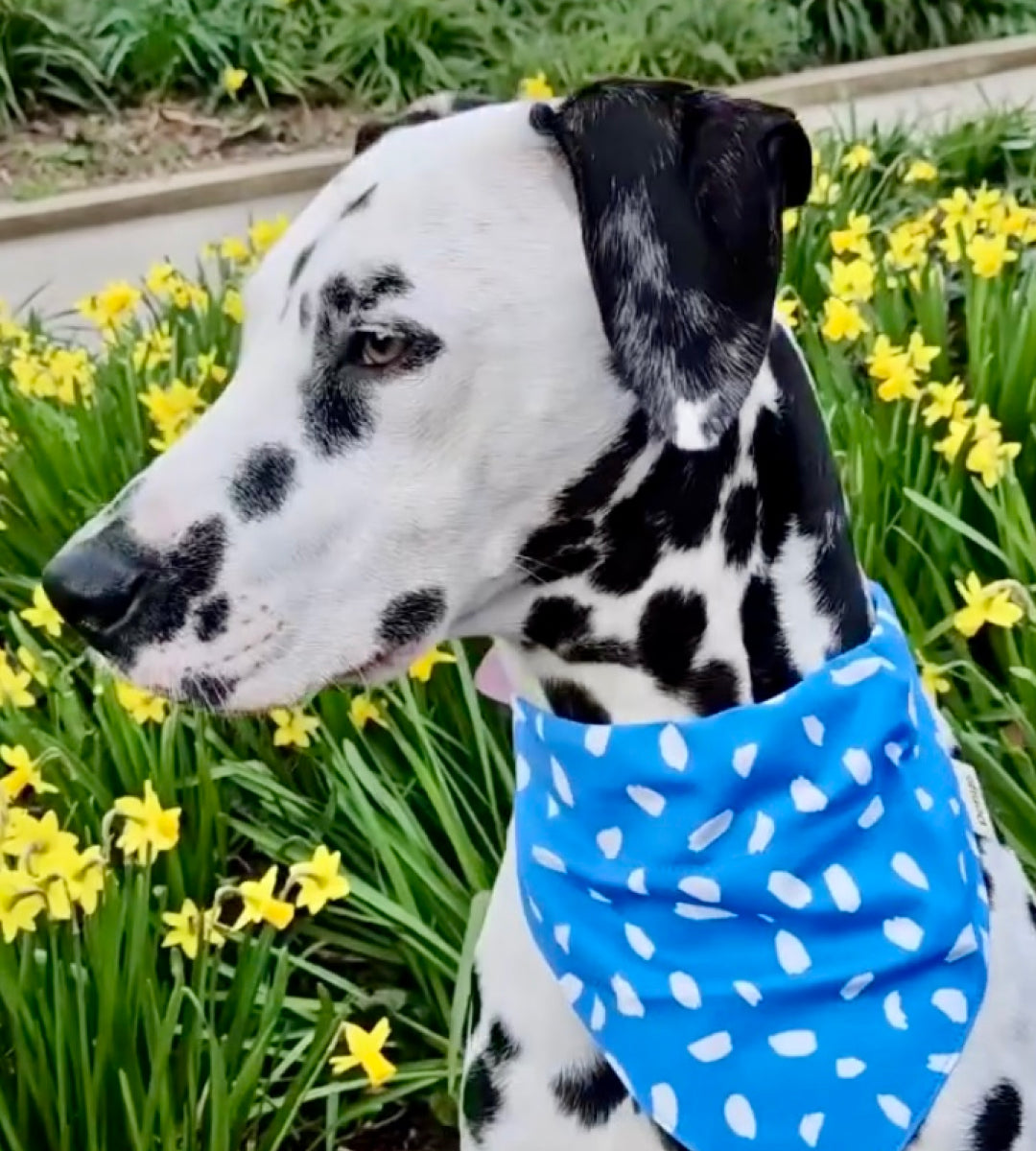 Bandana pour chien - Dreamy