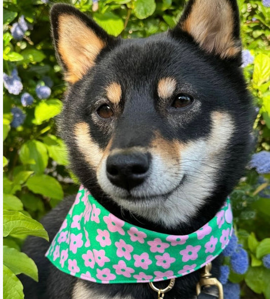 Bandana pour chien personnalisé - Flower