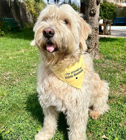 Bandana pour chien personnalisé - Annonce grossesse
